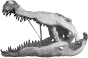 Skull reconstruction, exhibited at the American Museum of Natural History-1954-Colbert-Bird-(Phobosuchus)