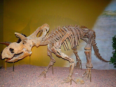 Medusaceratops-skelet-1-m.jpg