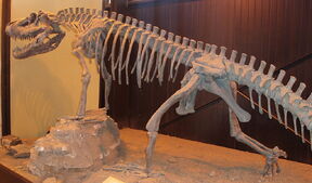 1024px-Saurosuchus galilei Ischigualasto (1).jpg