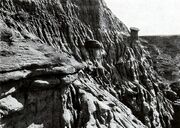 Ankylosaurus excavation