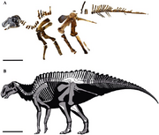 The skeleton of MSNM-V345