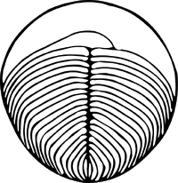 Ёргия.png