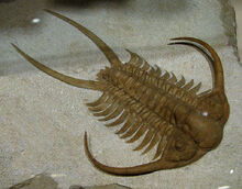 800px-Trilobite Ordovicien 8127