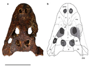 Alligator munensis dorsal