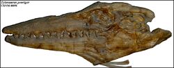 USNM-8898 tylosaurus