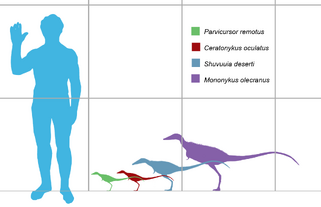Alvarezsaurid scale martyniuk.png