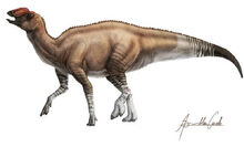 Aquilarhinus