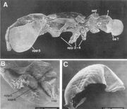 Cambropachycope 2