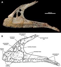 Eocarcharia
