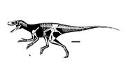 Herrerasaurus skeleton