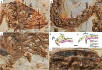 Huadanosaurus (holotype details)