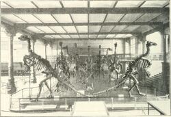 Iguanodon bernissartensis Bruxelles (1910)