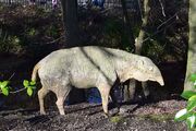 Palaeotherium Crystal Palace 2018
