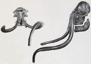 Woolly mammoth with downward spiralling tusk