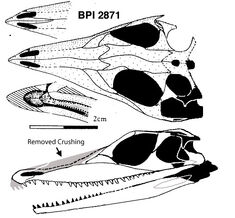 Youngina-bpi-2871.jpg