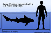 Hybodus-size