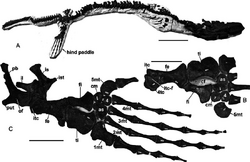 TMP-2002 400 0001-Prognathodon-overtoni-