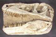 Tarbosaurus skull 01