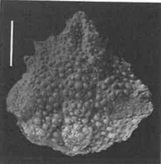 Acantholambrus2