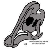 Angulomastacator skull