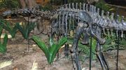 Apatosaurus louisae juvenile sauropod dinosaur (Morrison Formation, Upper Jurassic; Sheep Creek, Albany County, southeastern Wyoming, USA)