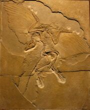 Archaeopteryx Berlin Specimen