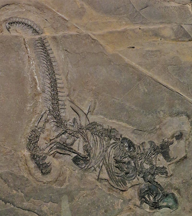 Древние ящерицы. Drepanosaurus unguicaudatus. Древние морские рептилии. Древние морские ящеры. Палеонтология.