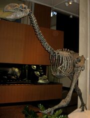 Dromornis stirtoni 01