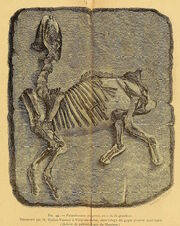 Palaeotherium magnum skeleton vitry sur seine