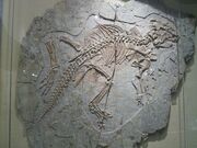 Psittacosaurus sinensis 02.jpg