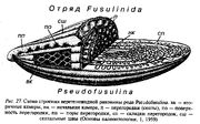 Псевдофузулина внутреннее строение БМ1997-2