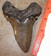 4-25 Angustidens