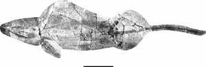 A juvenile individual of Guanlingsaurus (GNG dq-50) from the Guanling Biota in ventral view. Scale bar equals 50 cm.