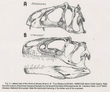 Allosaurus atrox vs A. fragilis (Bakker, 2000)