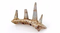 Bizarre-armoured-spike