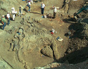 Camarasaurus fossil 02