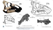 Kundurosaurus skull