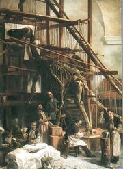 Louis François De Pauw, head preparer at the Royal Belgian Institute of Natural Sciences, supervising the first reconstruction of an Iguanodon in the St. George Chapel in Brussels, 1882.