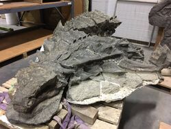 Nodosaur fossil 01 (1)