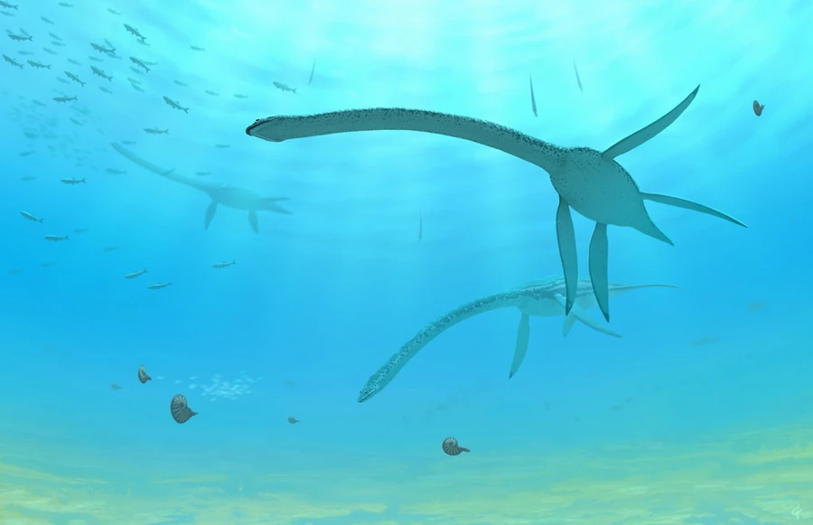 На рисунке изображен плезиозавр. Эласмозавр карандашом. Лох несс чудовище. Потомок плезиозавра. На рисунке изображен плезиозавр.