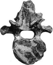 Ankylosaurus neck vertebra