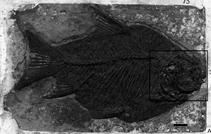 Jianghanichthys2