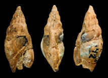 Rimella macilenta Holotype