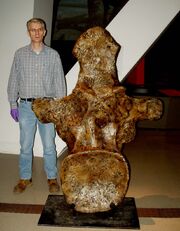 Argentinosaurus huinculensis dorsal vertebra