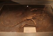 Coelophysis fossil 02