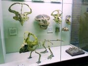 Protoceratops fossil 02.jpg