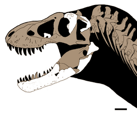 Tyrannosaurus mcraeensis (skull reconstruction)