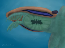 Буккаспинея1
