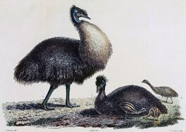 Baudin emu