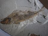 Perca fossilis